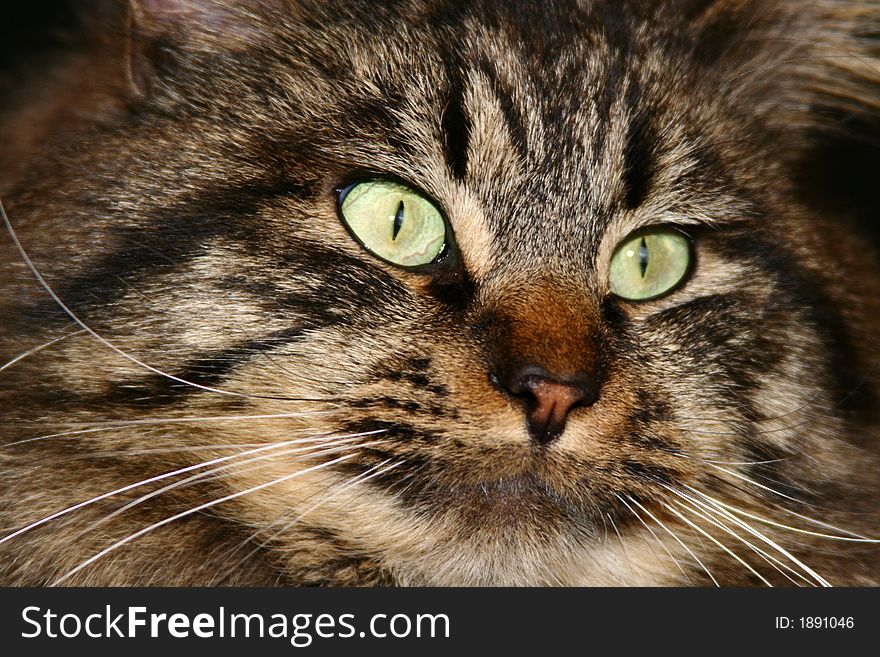 Male Siberian brown tabby cat. Male Siberian brown tabby cat.