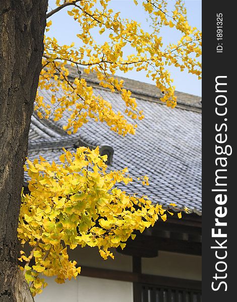Beautiful autumn image with Ginko Biloba tree and a traditional temple roof. Beautiful autumn image with Ginko Biloba tree and a traditional temple roof.