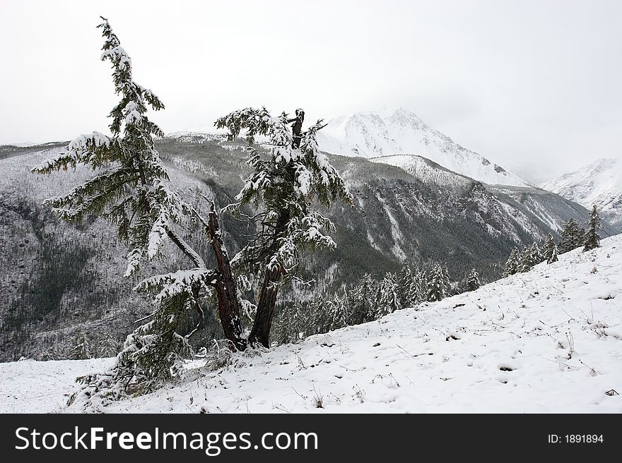 White wood, snow and mountains