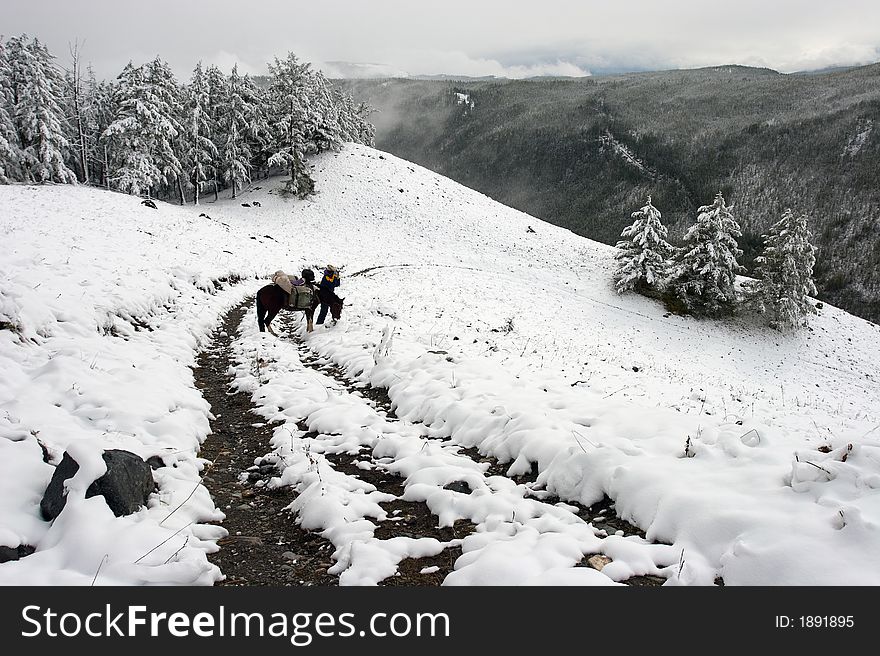 White wood, road and snow. Altay. Russia.