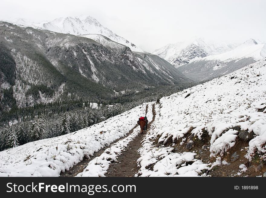 White wood, road and snow. Altay. Russia.