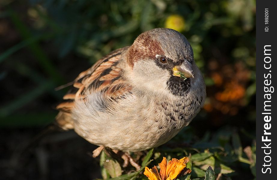 Sparrow close up among flowers in summer day