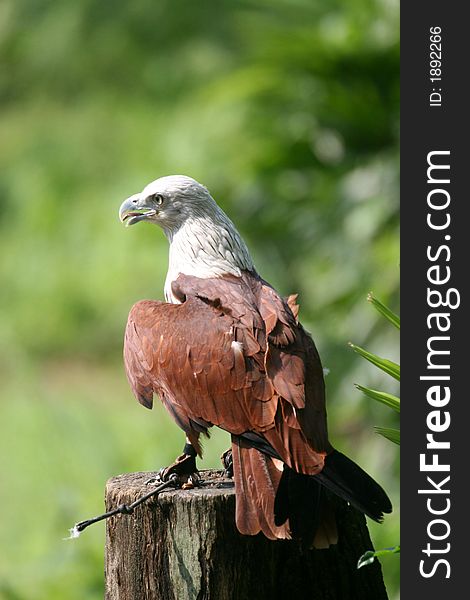 A domesticated hawk stand on trunk