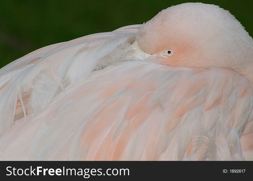 Pink flamingo with black background