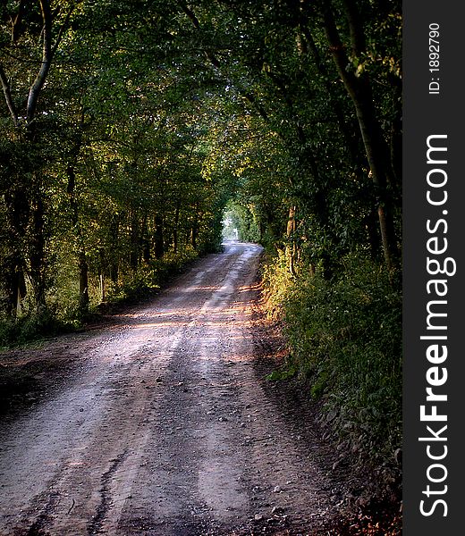 Footpath in the spring forest.