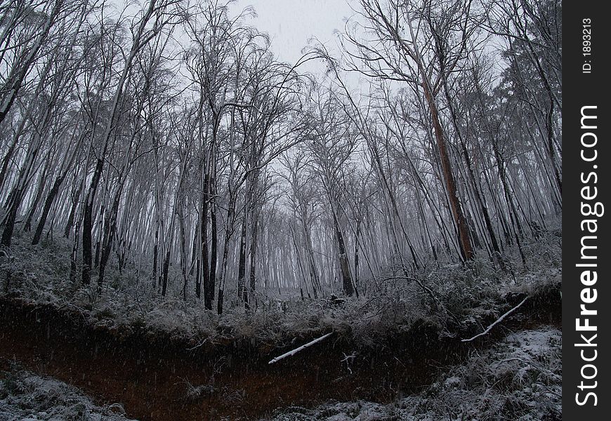Trees covered in snow and ice near Thredbo New South Wales, Australia. Trees covered in snow and ice near Thredbo New South Wales, Australia