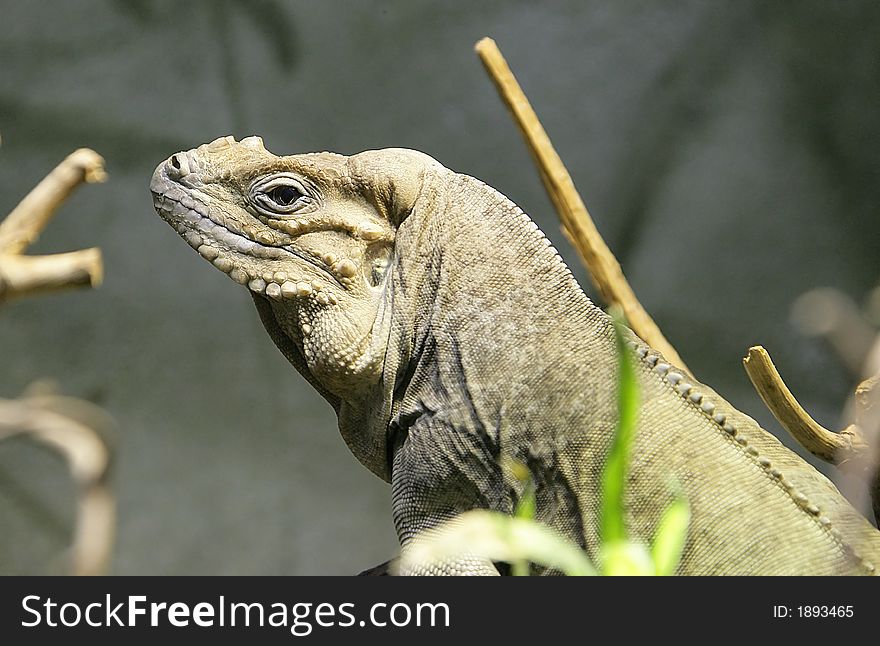 Portrait of Nice Rhinoceros Iguana. Portrait of Nice Rhinoceros Iguana