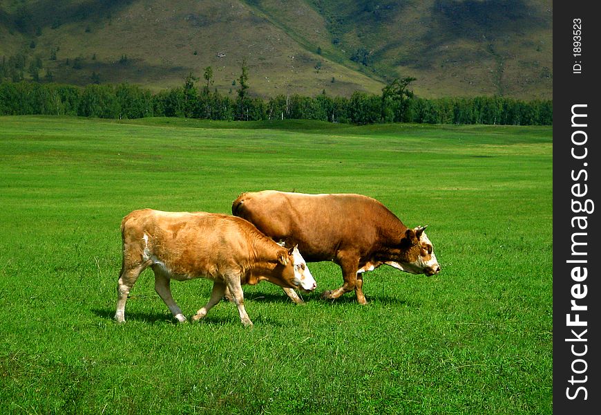 A pair of a cows on a russian meadow. A pair of a cows on a russian meadow