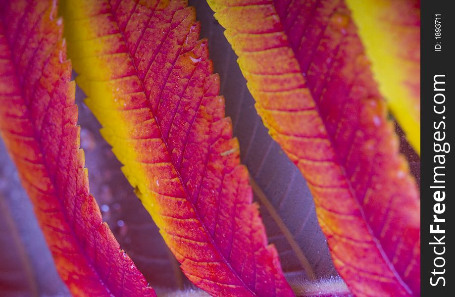 In botany, a leaf is an above-ground plant organ specialized for photosynthesis. For this purpose, a leaf is typically flat (laminar) and thin, to expose the chloroplast containing cells (chlorenchyma tissue) to light over a broad area, and to allow light to penetrate fully into the tissues. Leaves can store food and water.