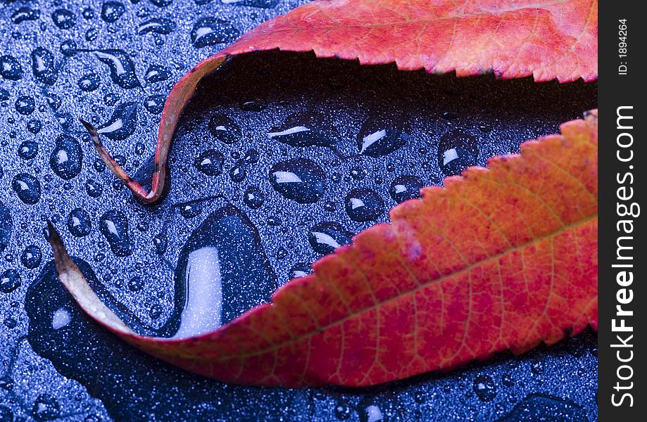 Wet leaves