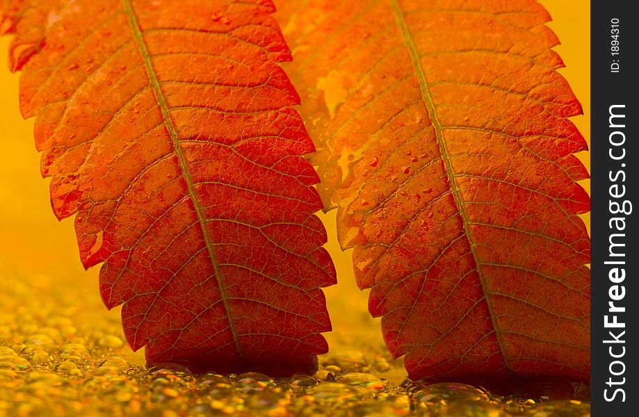 In botany, a leaf is an above-ground plant organ specialized for photosynthesis. For this purpose, a leaf is typically flat (laminar) and thin, to expose the chloroplast containing cells (chlorenchyma tissue) to light over a broad area, and to allow light to penetrate fully into the tissues. Leaves can store food and water.