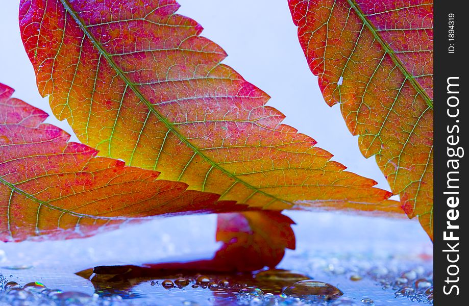 In botany, a leaf is an above-ground plant organ specialized for photosynthesis. For this purpose, a leaf is typically flat (laminar) and thin, to expose the chloroplast containing cells (chlorenchyma tissue) to light over a broad area, and to allow light to penetrate fully into the tissues. Leaves can store food and water. In botany, a leaf is an above-ground plant organ specialized for photosynthesis. For this purpose, a leaf is typically flat (laminar) and thin, to expose the chloroplast containing cells (chlorenchyma tissue) to light over a broad area, and to allow light to penetrate fully into the tissues. Leaves can store food and water.