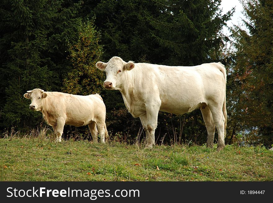 Cows in the green field