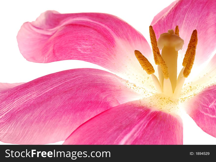 Close up of tulip´s inside