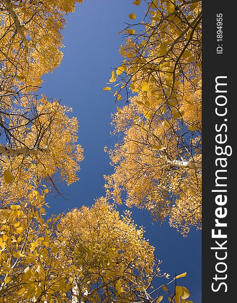 Aspen trees in autumd with a blue sky background. Aspen trees in autumd with a blue sky background