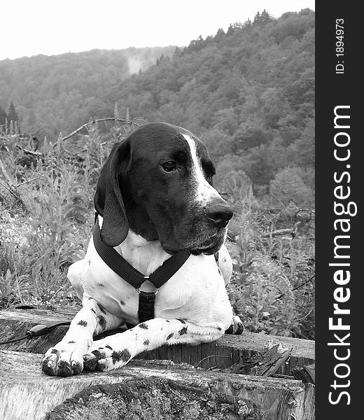 Dog braque d'auvergne