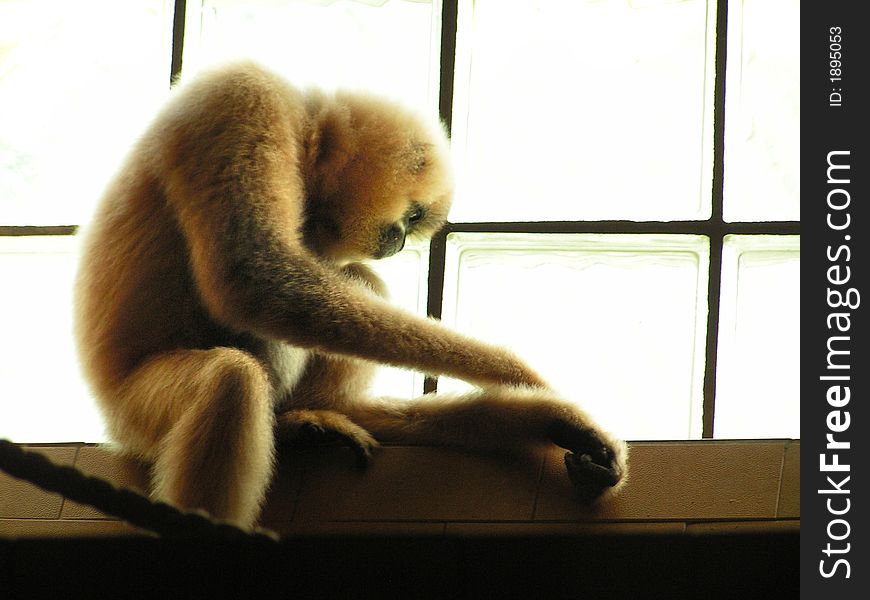 Sad monkey in the ZOO.