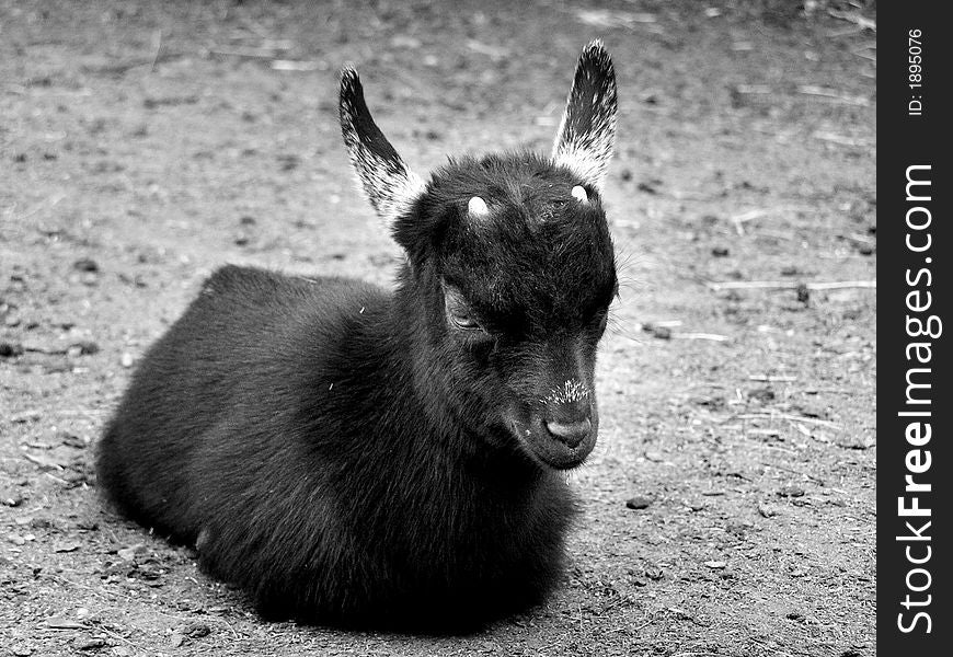 Black goatling in the ZOO.