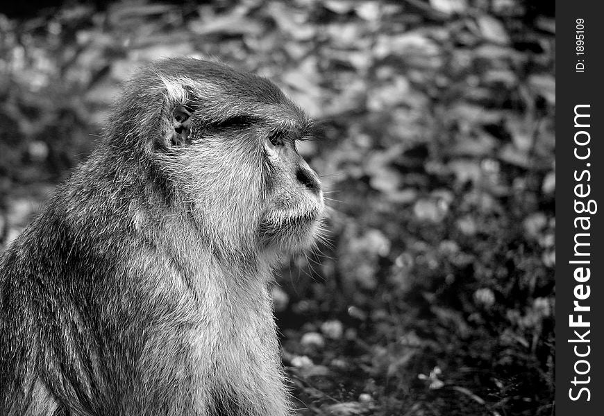 Sad monkey in the ZOO.