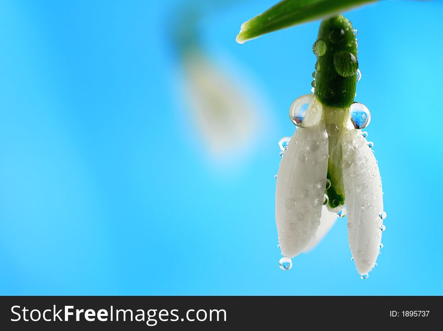 Snowdrop flower against blue background