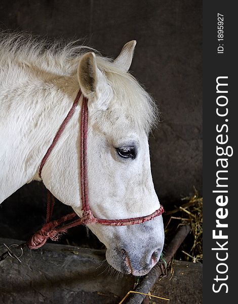 White lipizzaner horse with bridle in stable. White lipizzaner horse with bridle in stable