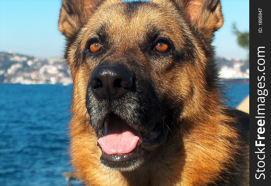 Glance of wolf dog, shiny, bright day, near the bosphorus, istanbul