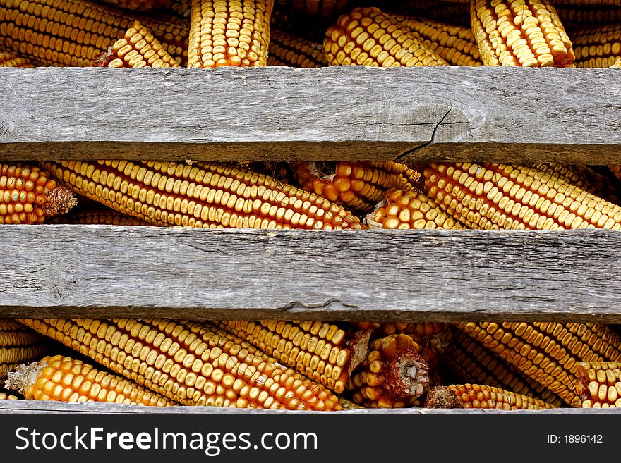 Organic corn animal feed stored for winter. Organic corn animal feed stored for winter