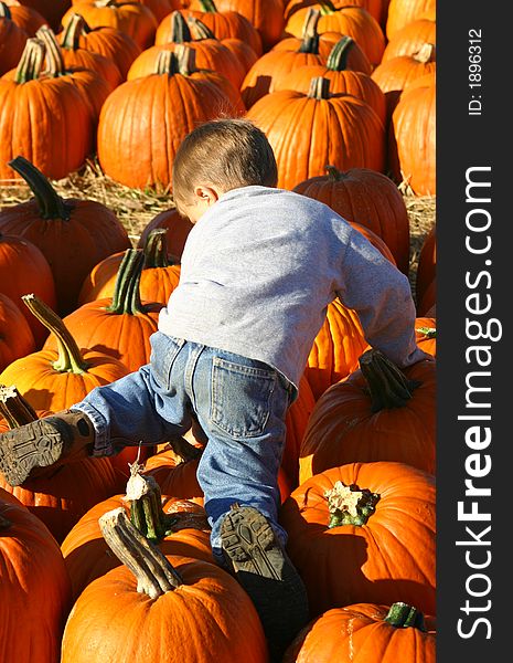 A little boy climbing over pumpkins. A little boy climbing over pumpkins