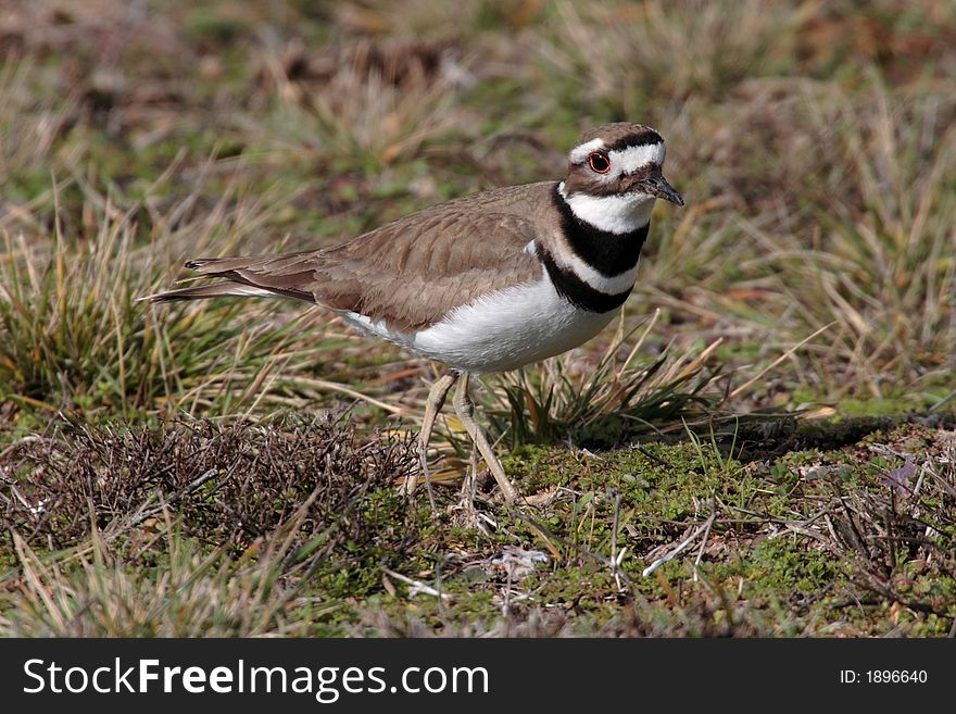 Close up of a Killdeer as it hunts for food.