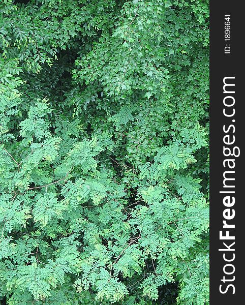 Lush foliage in the Smoky Mountains in southeastern USA