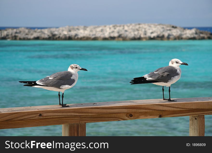 Two sea gulls sitting on a balustrade. Two sea gulls sitting on a balustrade