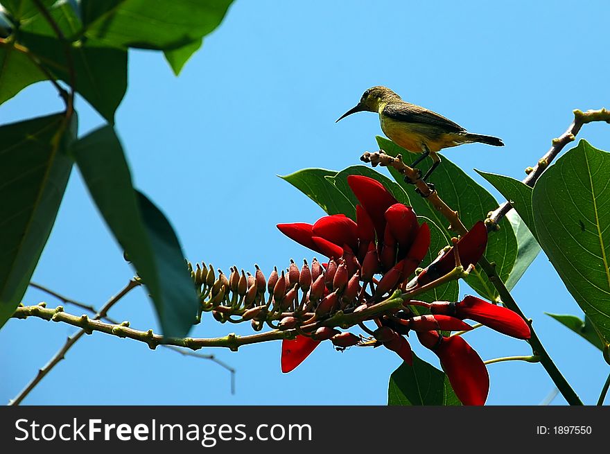 Humming bird feeding on a red flower