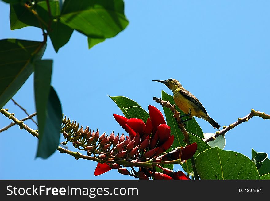 Humming bird feeding on a red flower