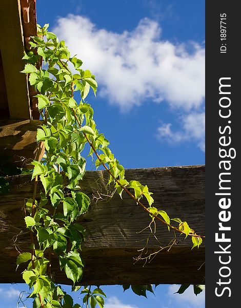 Vine on the edge of a old roof. Vine on the edge of a old roof