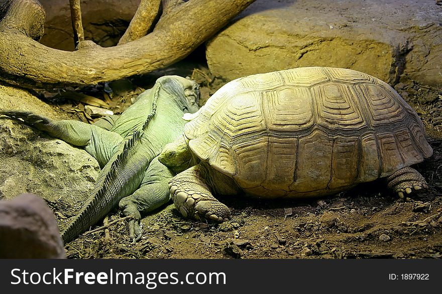 African Spurred Tortoise and Rhinoceros Iguana 1