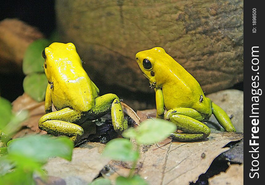 Two Bicolored Poison Dart Frogs. Two Bicolored Poison Dart Frogs