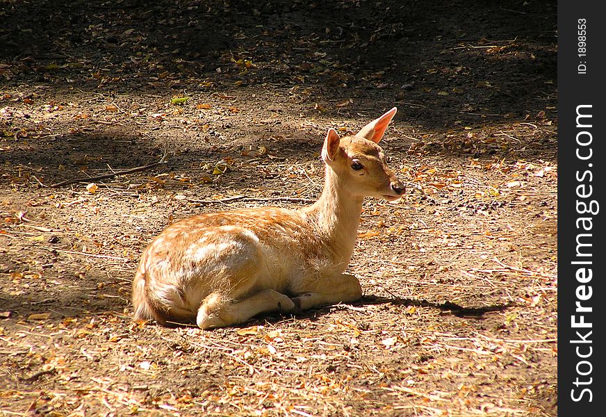 Young deer lying on the a ground at a zoo