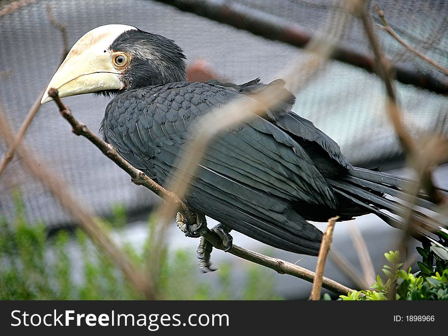 View of Great Indian Hornbill. View of Great Indian Hornbill