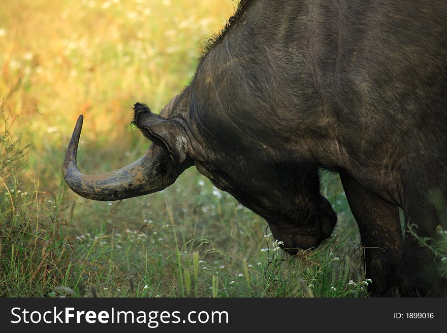 African water buffalo displaying his fierce horn