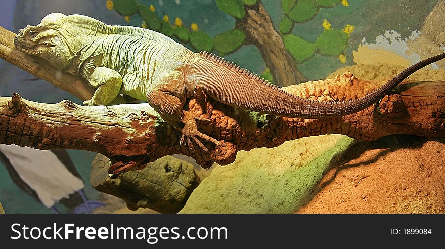 Portrait of Nice Rhinoceros Iguana. Portrait of Nice Rhinoceros Iguana