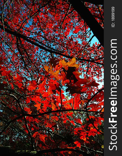 Red leafs in backlight , fall season