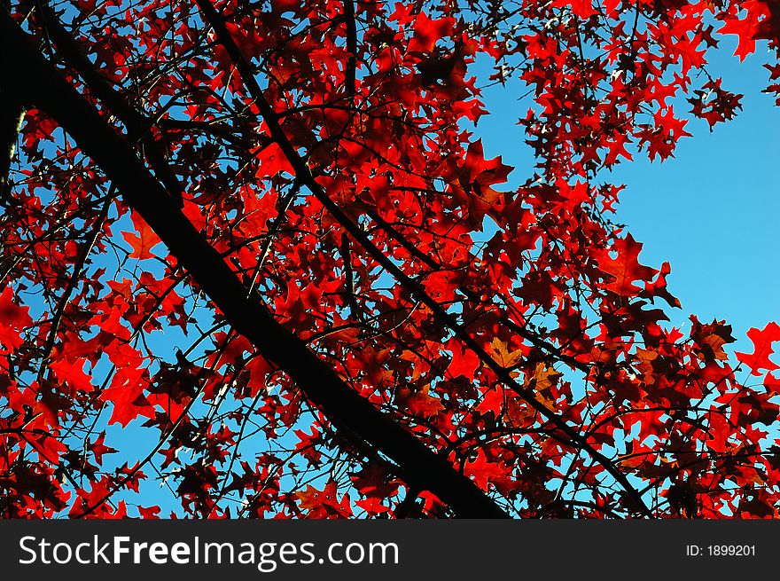 Red leafs in backlight , fall season