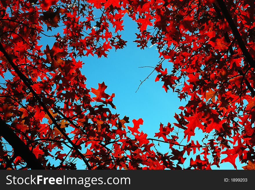 Red leafs in backlight , fall season