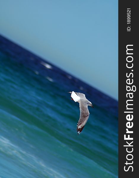 Flying seagull, water (ocean) in background, photo taken in Sydney,. Flying seagull, water (ocean) in background, photo taken in Sydney,