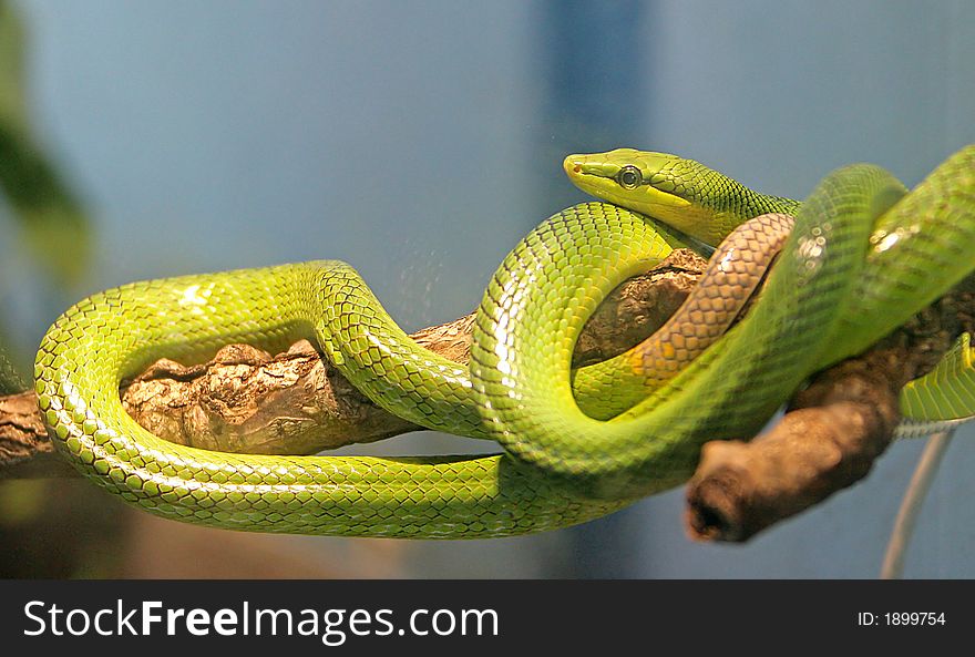 Portrait of Red-tailed Racer Snake. Portrait of Red-tailed Racer Snake