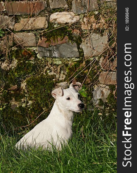 White Jack Russell terrier dog sitting on the grass.