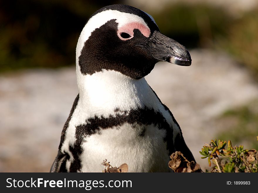 Penguin Close-up.