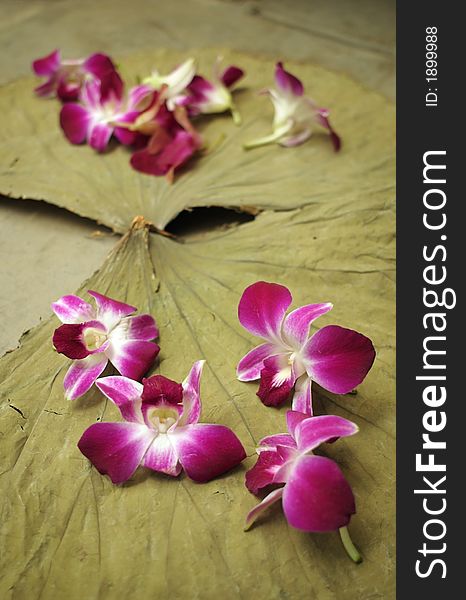 Magenta orchids scattered on large dry leaf. Magenta orchids scattered on large dry leaf.