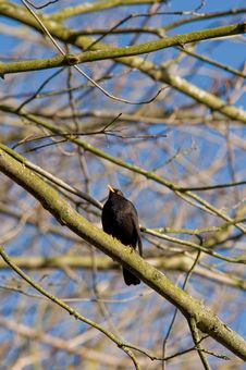 Blackbird Stock Photography Blackbird Stock Photography