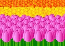 Bed Of Tulips Royalty Free Stock Image Bed Of Tulips Royalty Free Stock Image
